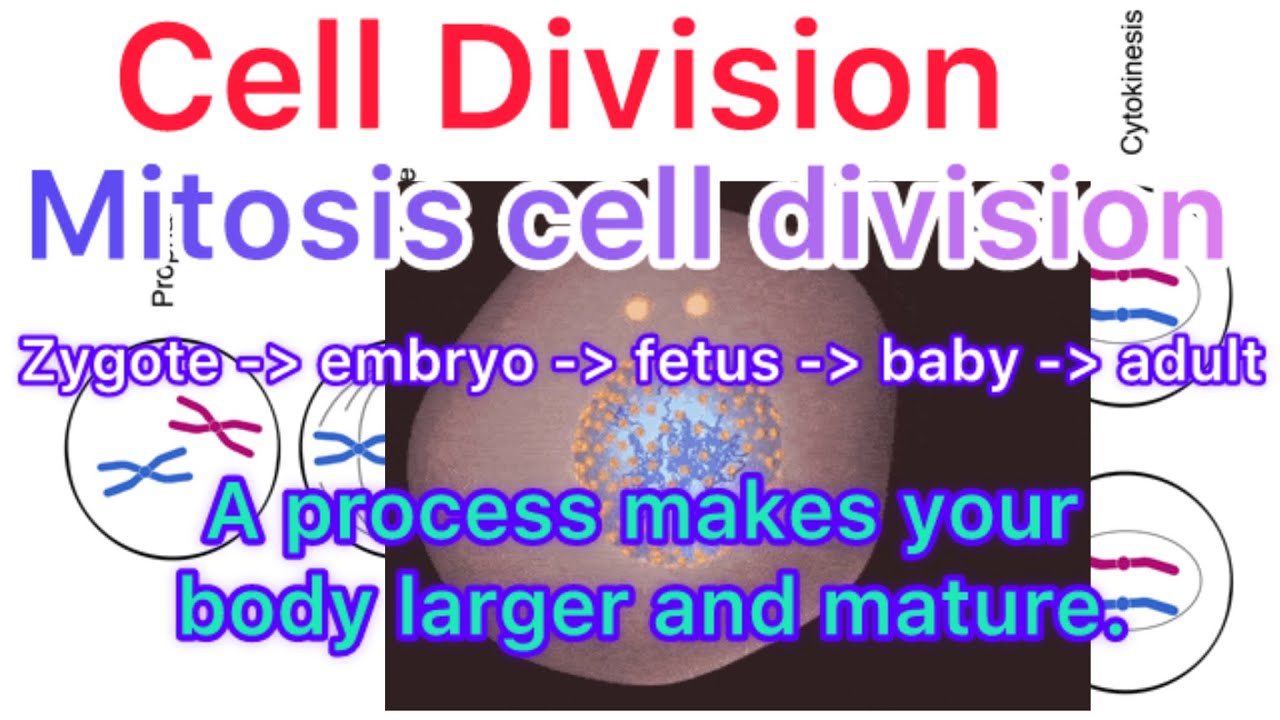 Mitosis cell Division | why is mitosis called equational cell division?