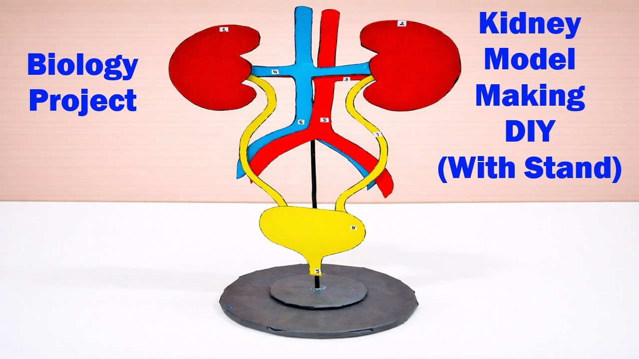 kidney model 3d with stand for science fair exhibition project | craftpiller  | still model