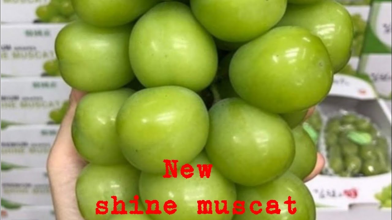 Anggur premium New shine muscat