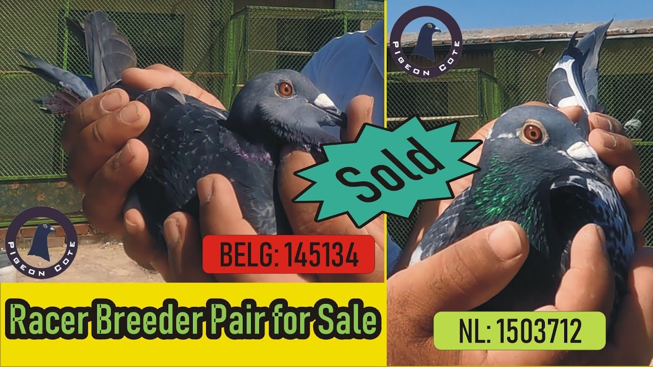 Racer Pigeon Pair For Sale | A Very Special and Exclusive Bloodline Pair For Sale | Pigeon Cote
