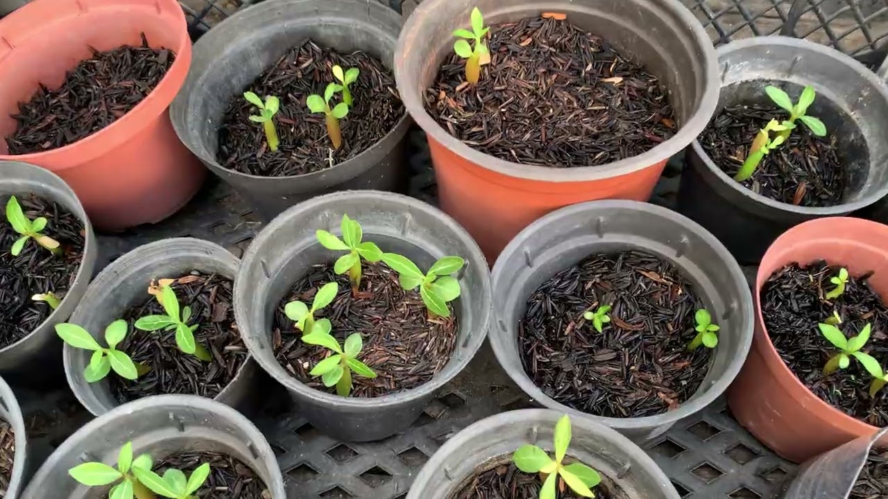 Vim mostrar novas flores e vargem curte compartilhar 💝🫶🏻👍🏼#rosadodeserto #plantas 