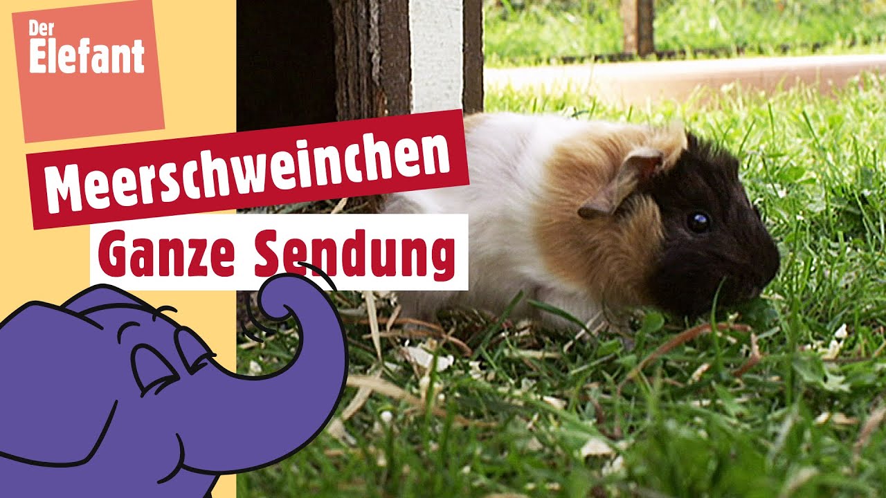 Wie wird ein Meerschweinchenbaby geboren? | Der Elefant | WDR