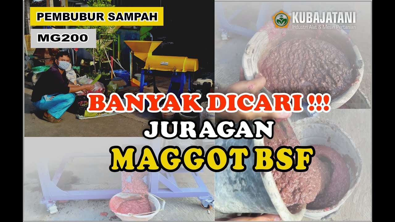 SUKSES TERNAK MAGGOT BSF Dengan Mesin Pembubur Sampah Type MG200 Kubajatani !!