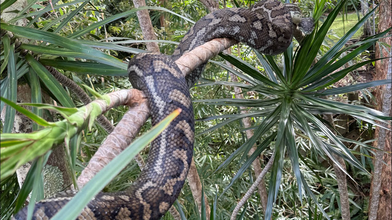 Dealing with a defensive python.