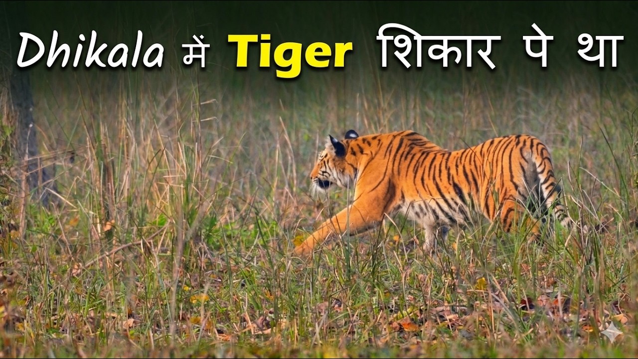 Dhikala | Tiger शिकार  पे  था | Tiger moved close to Gypsy