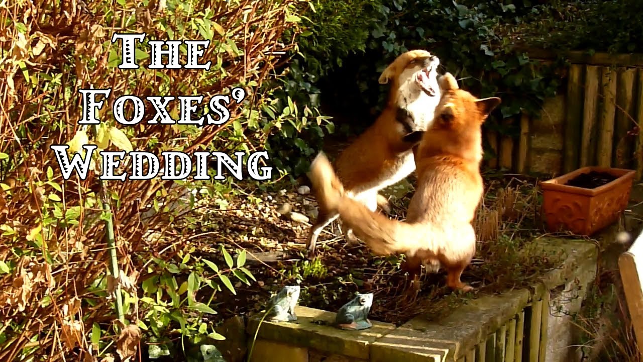 THE FOXES' WEDDING