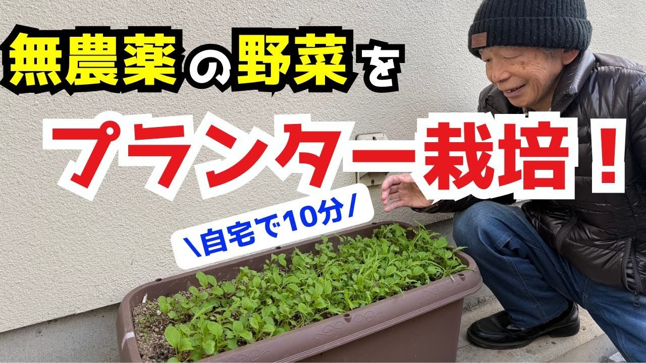 【自然農法×プランター栽培】お手軽たったの10分！マンションでも出来る無農薬野菜
