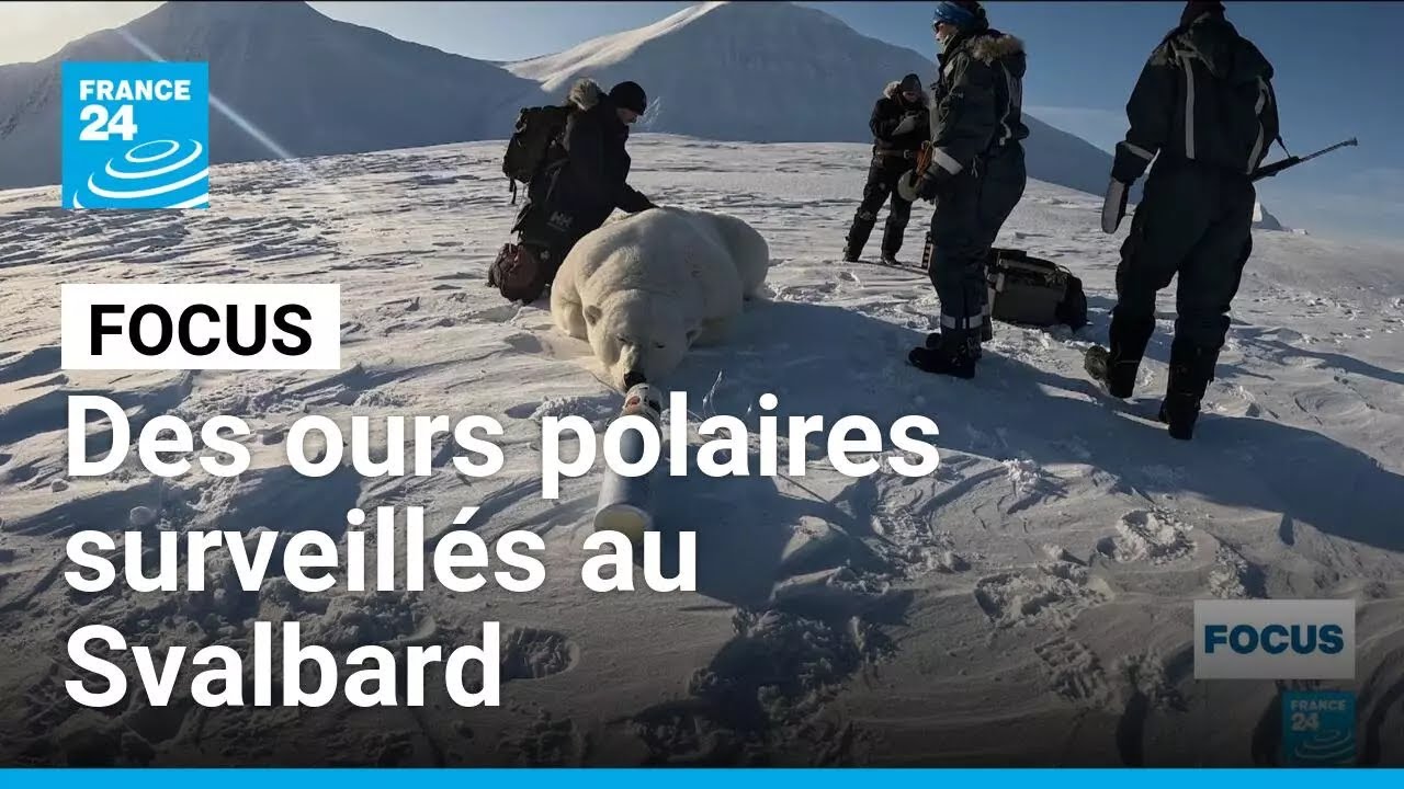 Svalbard : les ours polaires de l'Arctique sous observation face à la fonte de la banquise