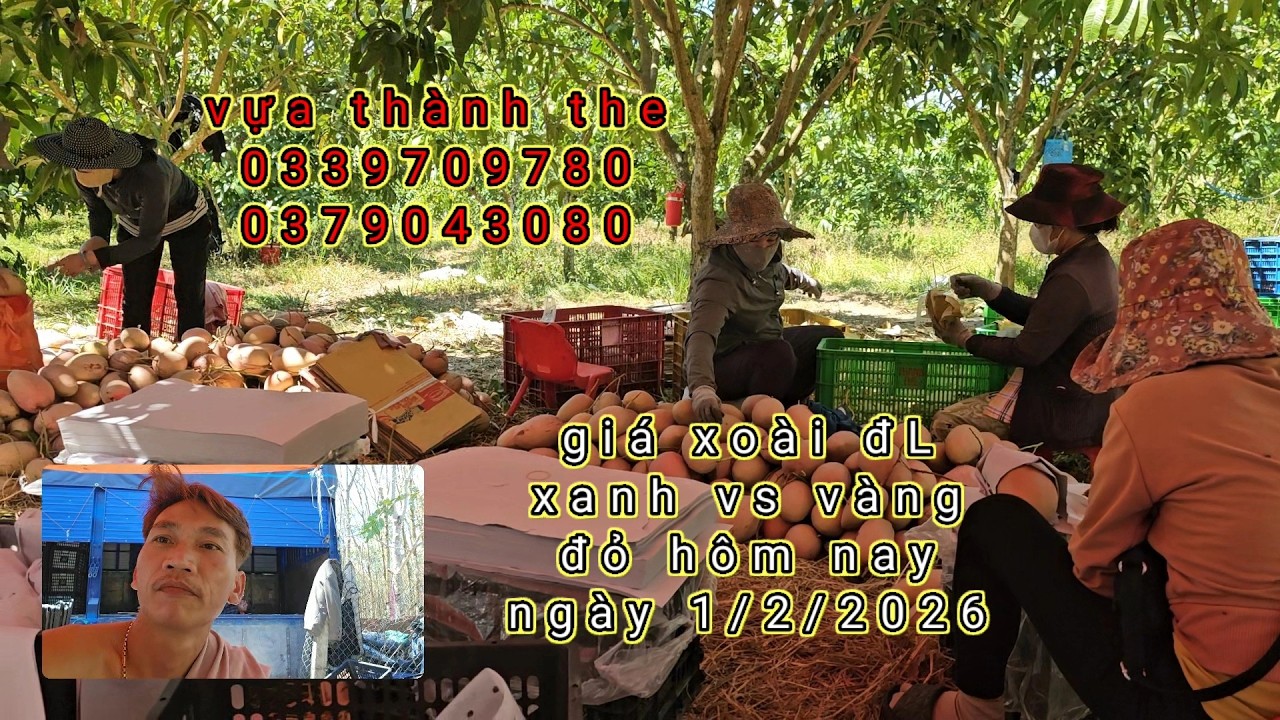 giá xoài đài loan hôm nay ngày 1/2/2026/ tại khu vực định quán đồng nai 👍 ( thành hoàng tv )