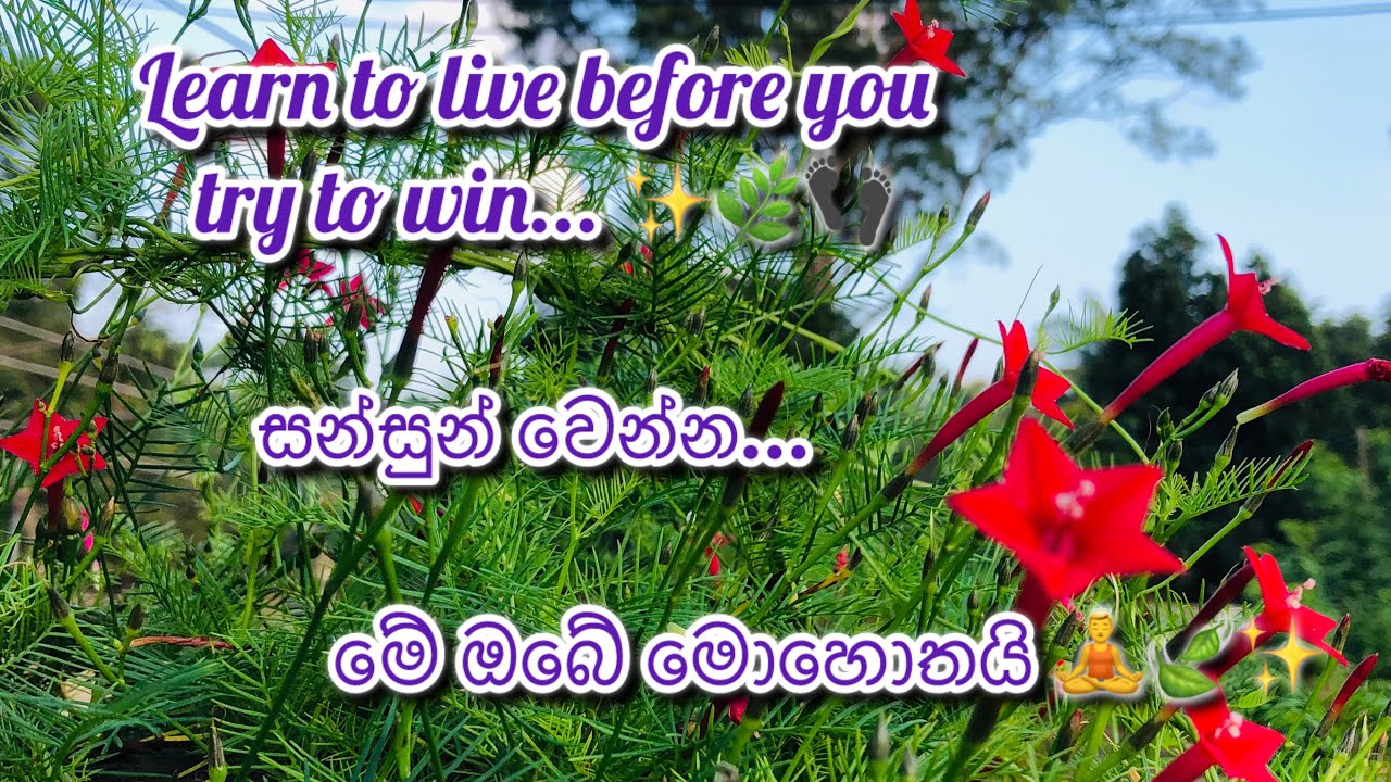 Learn to live before you try to win... ✨🌿👣 සන්සුන් වෙන්න... මේ ඔබේ මොහොතයි 🧘‍♂️🍃✨This is your moment