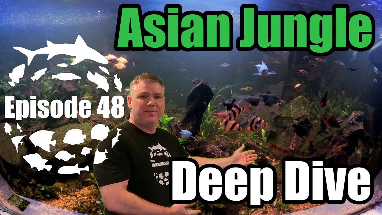 600 Gallon Planted Aquarium. Take a Deep Dive into my Asian Jungle Stream Aquarium!