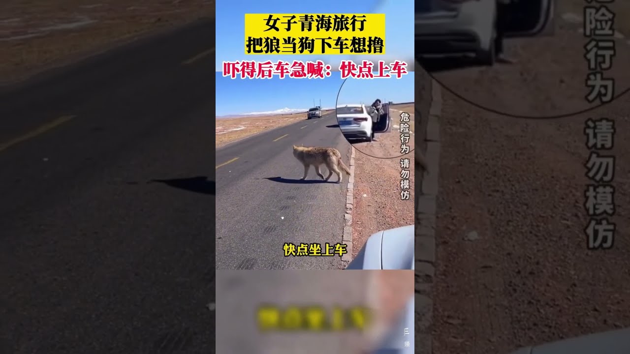 女子路遇野狼當狗下車準備擼