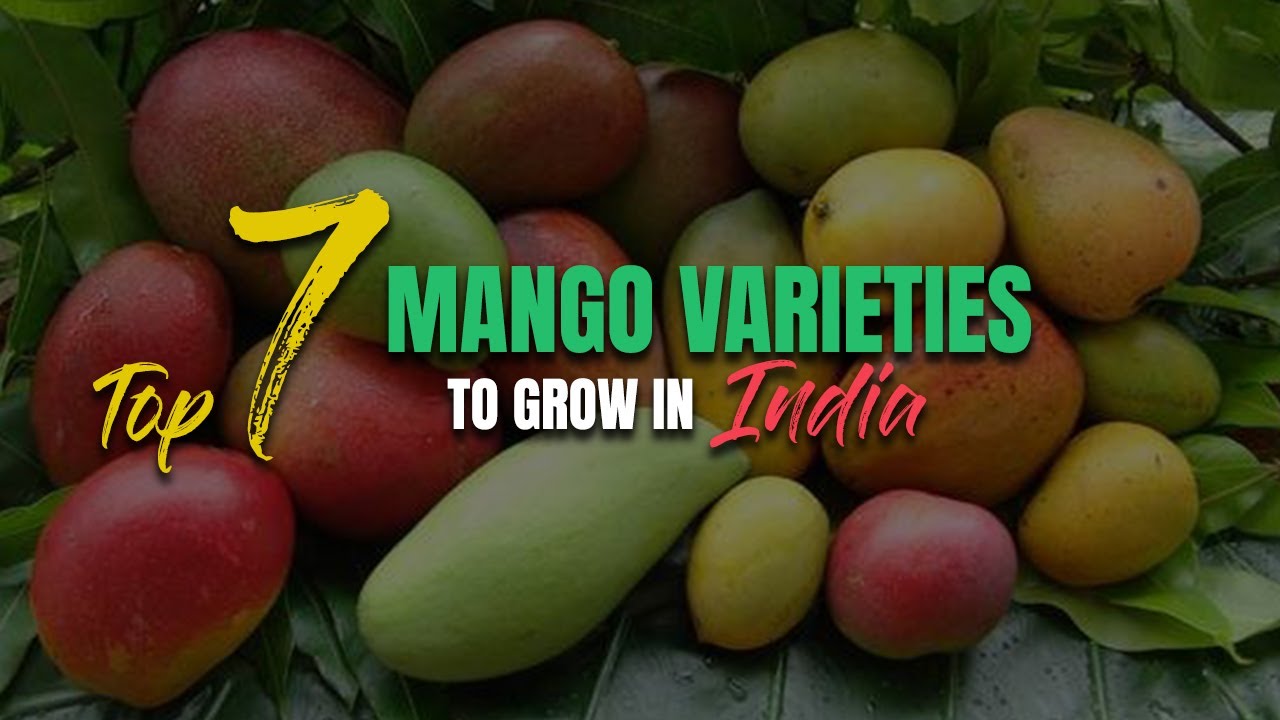 Top 7 Mango Varieties to Grow in India - Growing mangoes in pot  Bonsaiplantsnursery.com/
