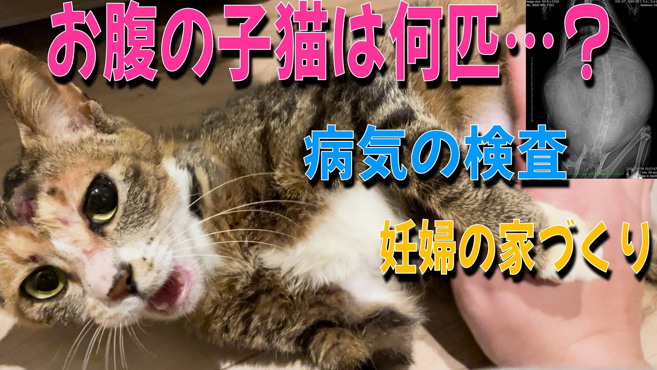 能登から来た妊婦猫、病院で検査したらお腹の中に子猫がたくさん…！