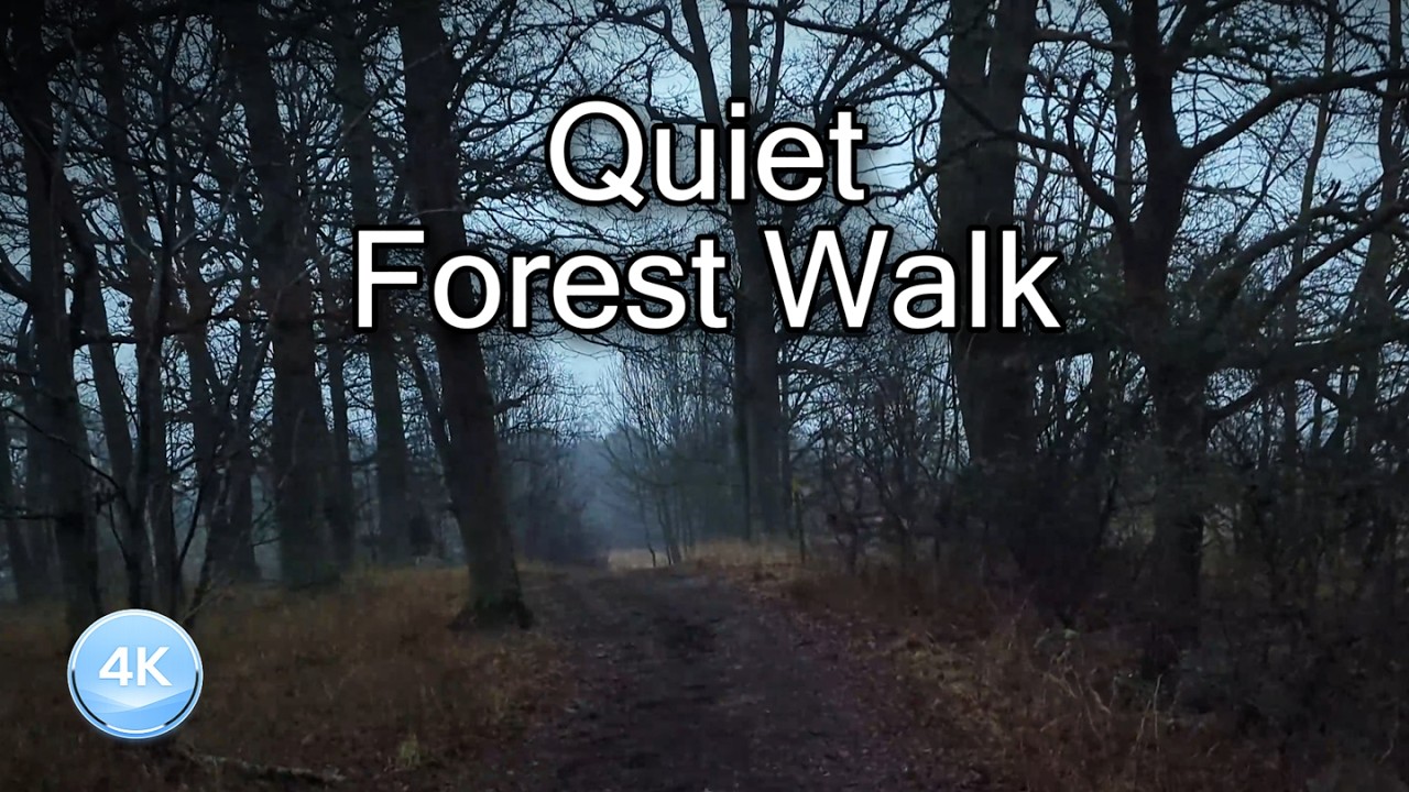Quiet Forest Walk &ndash; Nature Ambience (No Talking) | Sweden 4K