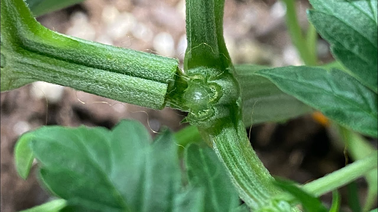 Plant snapped in half 😬😩 .. LST vs Topping part 1 😏