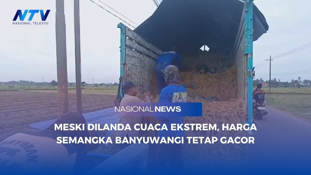 MESKI DILANDA CUACA EKSTREM, HARGA SEMANGKA BANYUWANGI TETAP GACOR
