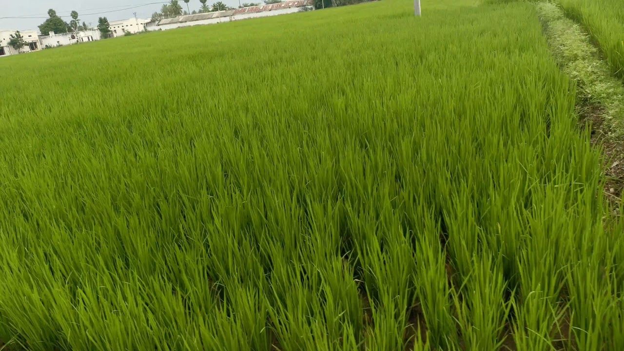 4K Rice field view. #ricefield #ricefarming