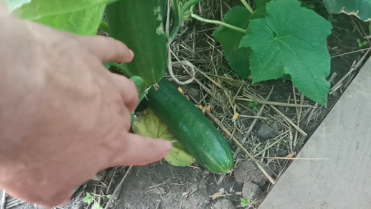 Пустоцвет у огурцов! Что с этим делать? Желтеют завязи и отваливаются! Почему так происходит?