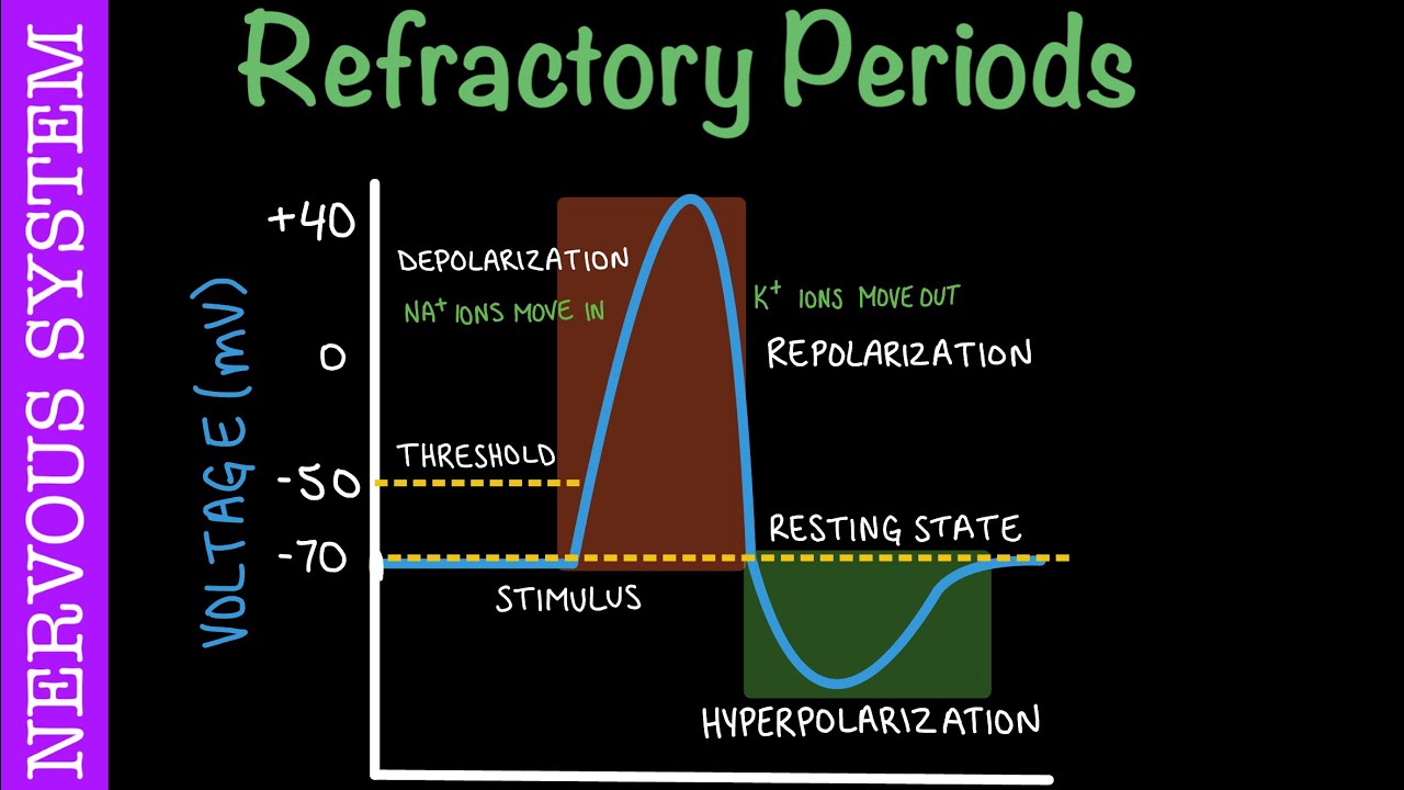 Absolute & Relative Refractory Periods During an Action Potential | Nervous System | Biology