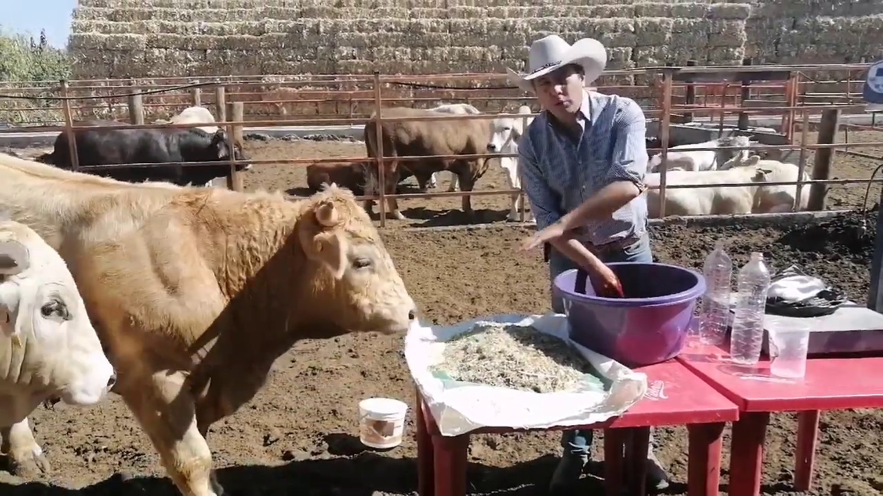¿Cómo preparar la UREA para tu engorda? y RETO PARA QUE TE GANES UNA TEXANA 🤠