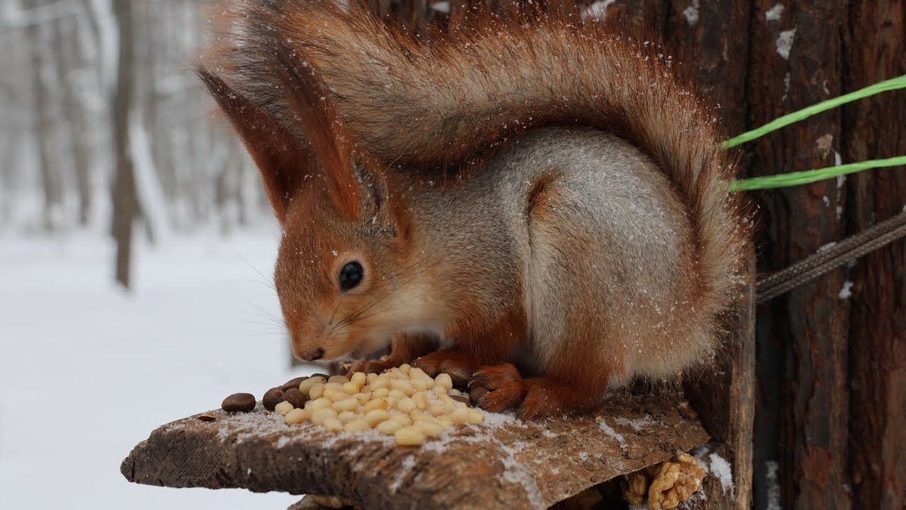 Пищуха. Белка. И кормушка. Зарисовка /  The pika. Squirrel. And a feeding trough. The sketch
