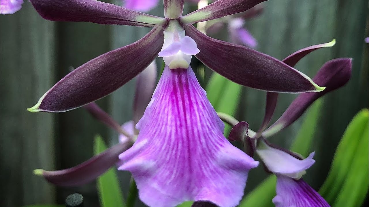 Encyclia cordigera, моя коллекция  Энциклий