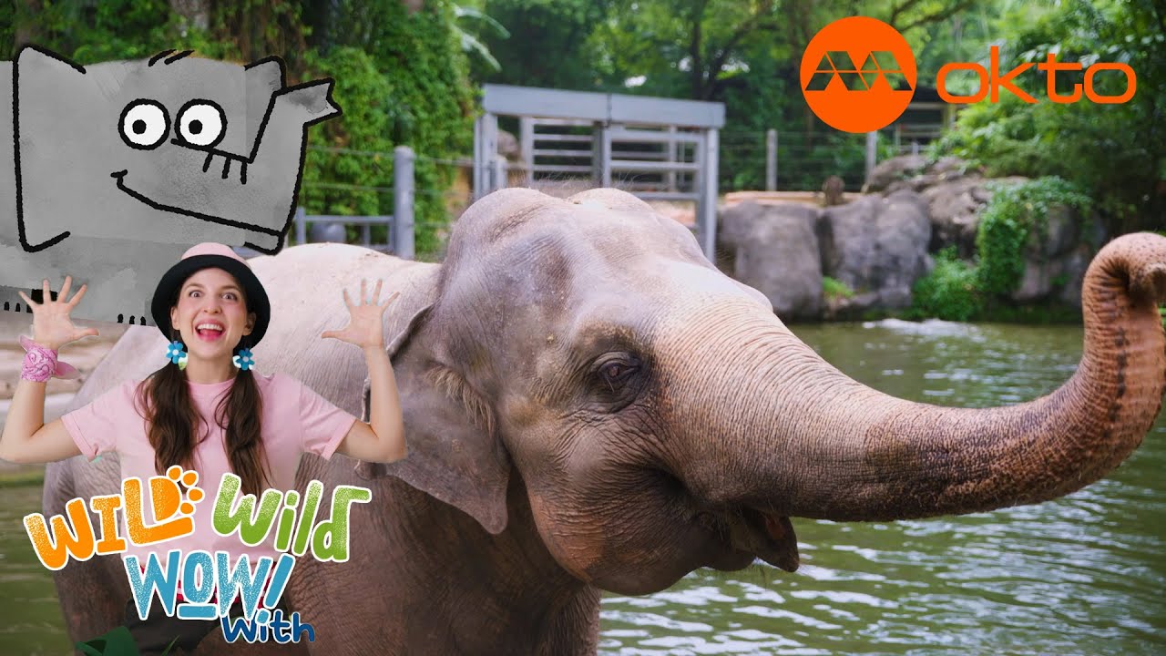 Elephants and their naughty Noses in the Singapore Zoo! 😲🦣 | Wild Wild Wow S1E06A | @mediacorpokto