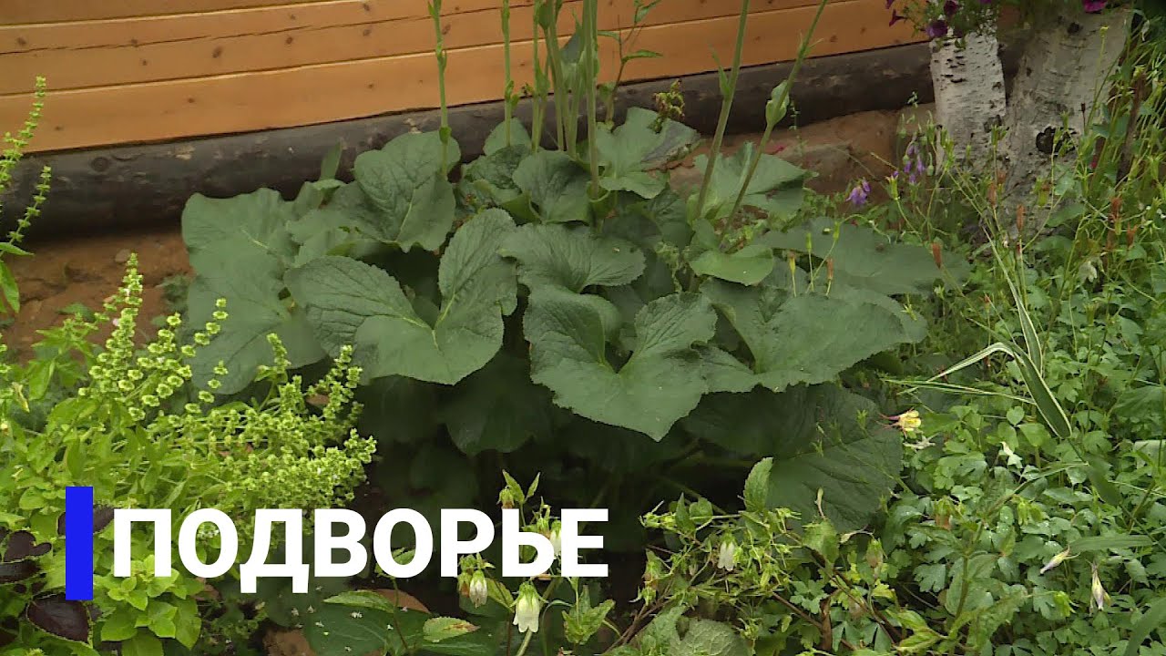 Ухаживаем за цветами правильно: Подворье (17.08.21)