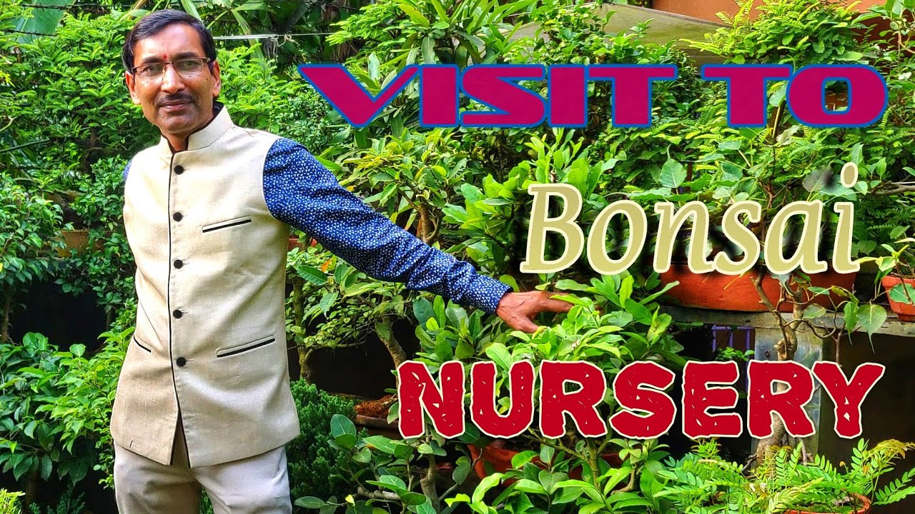 Visit to a Beautiful Bonsai Nursery Near Kolkata .