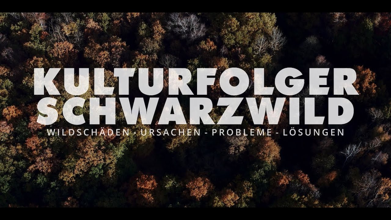 Kulturfolger Schwarzwild - Wildsch&auml;den - Ursachen-Probleme-L&ouml;sungen