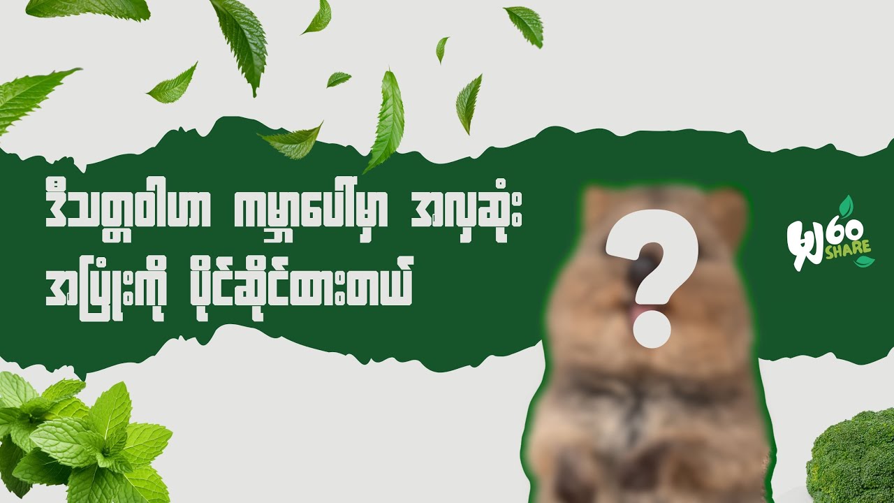 ကမ္ဘာပေါ်မှာ ချစ်စရာအကောင်းဆုံးအပြုံးကိုပိုင်ဆိုင်ထားတဲ့ တိရိစ္ဆာန် 