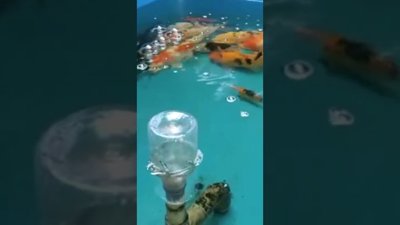 #koicantik #Short 🐠🐠🐠🥭