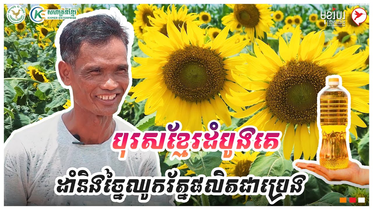 បុរសខ្មែរដំបូងគេ ដាំនិងច្នៃឈូករ័ត្នផលិតជាប្រេង | កម្មវិធីមុខរបរស្រុកយើង