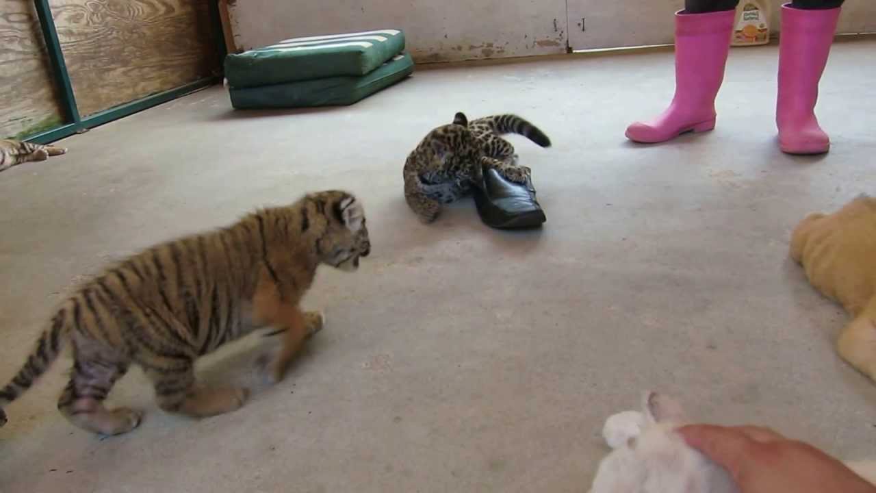 Tiger and Jaguar Cubs