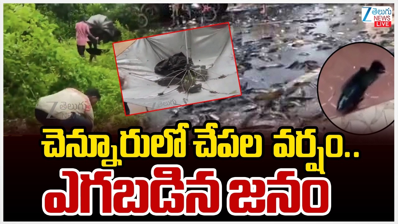 Fish Rain In Mancherial | Telangana | చెన్నూరులో చేపల  వర్షం..ఎగబడిన జనం | Zee Telugu News