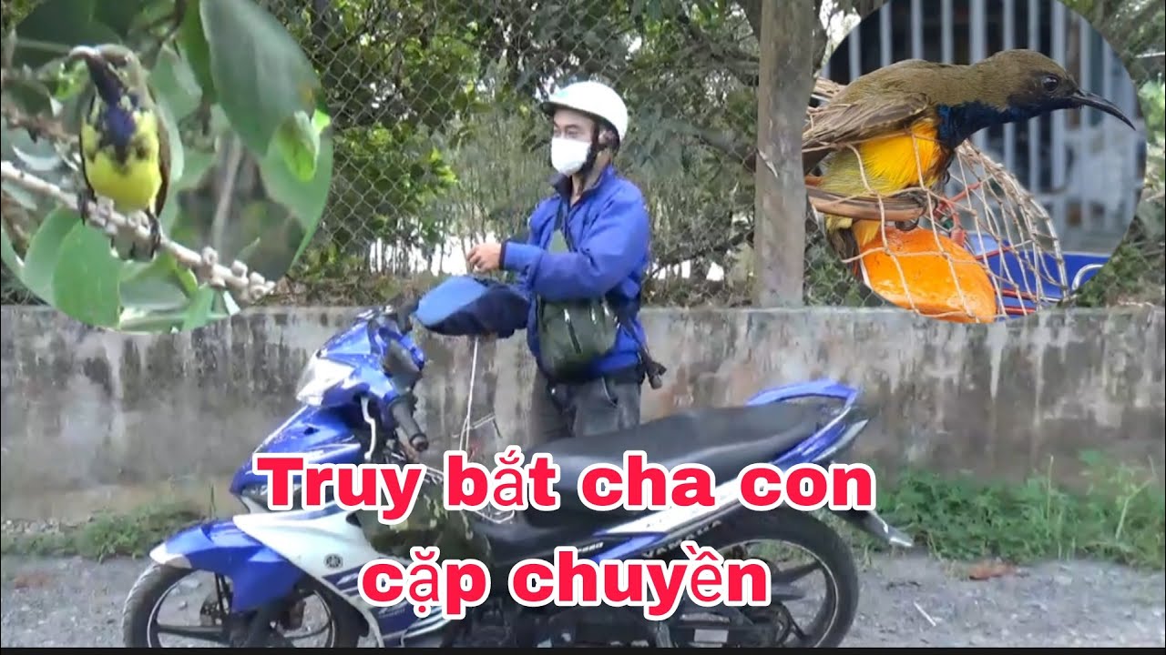 BÂY CHIM HÚT MẬT 5MÀU QUYẾT TÂM TRUY BẮT CHA CON CẶP CHUYỀN CHÉM CÁNH _ CẦN MIỀN TÂY