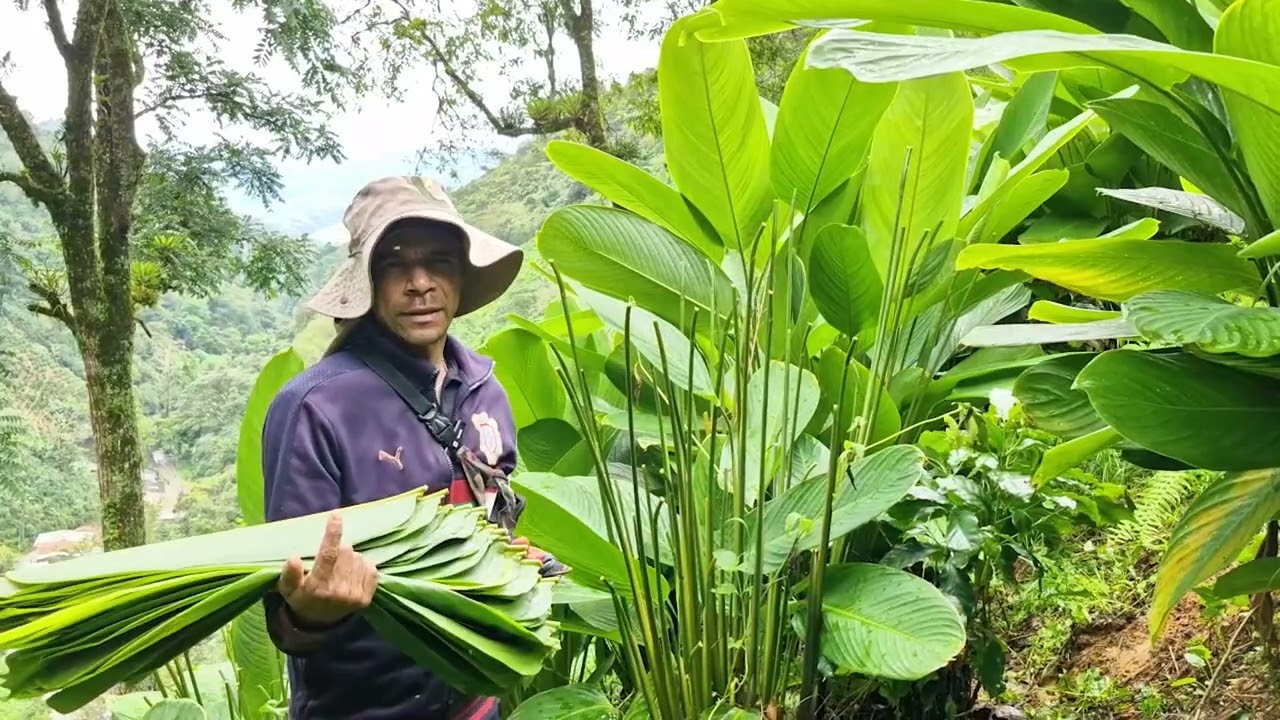 CAPACITACIÓN CORTE DE HOJA DE BIJAO  - CIUDAD BOLÍVAR ANTIOQUIA