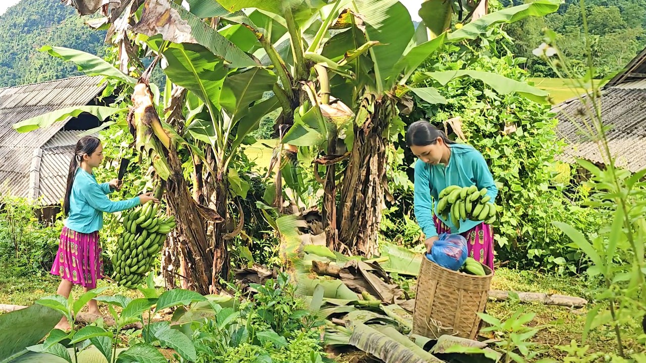 The Daily Life of an 18-Year-Old Girl Harvesting Green Bananas and Ripening Them at Home