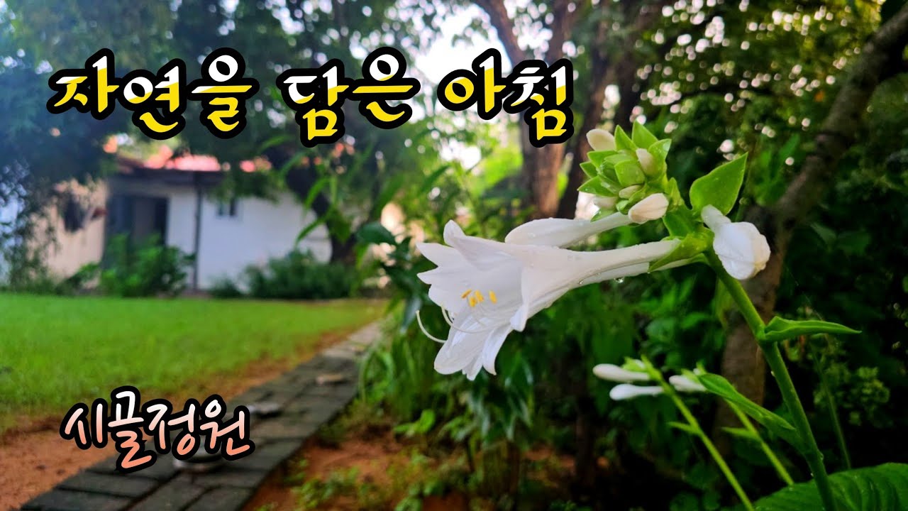 #시골일상tv