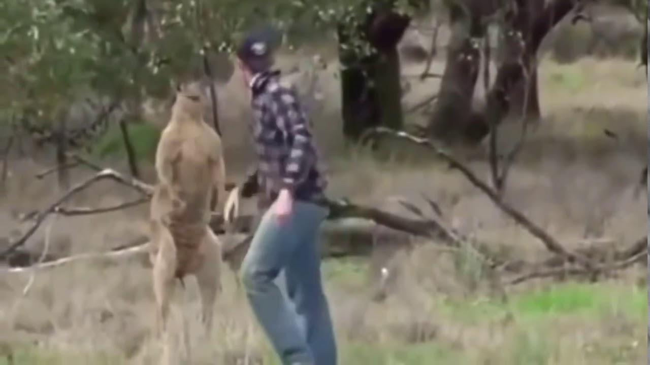 HAHADAVIS: Kangaroo VS. Guy 😂😂😂