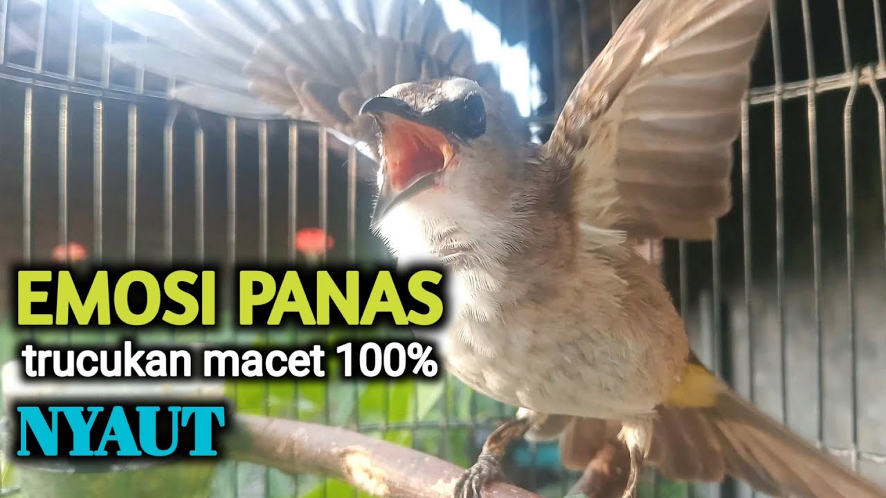 trucukan gacor EMOSI ROPEL PANJANG buat pancingan trucuk agar cepat bunyi JADIKAN burung NYAUT giras
