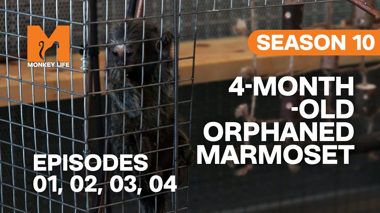 Finding Orphaned Baby Marmoset A Home in Monkey Life | S10 E01, 02, 03 & 04 | Full Episodes