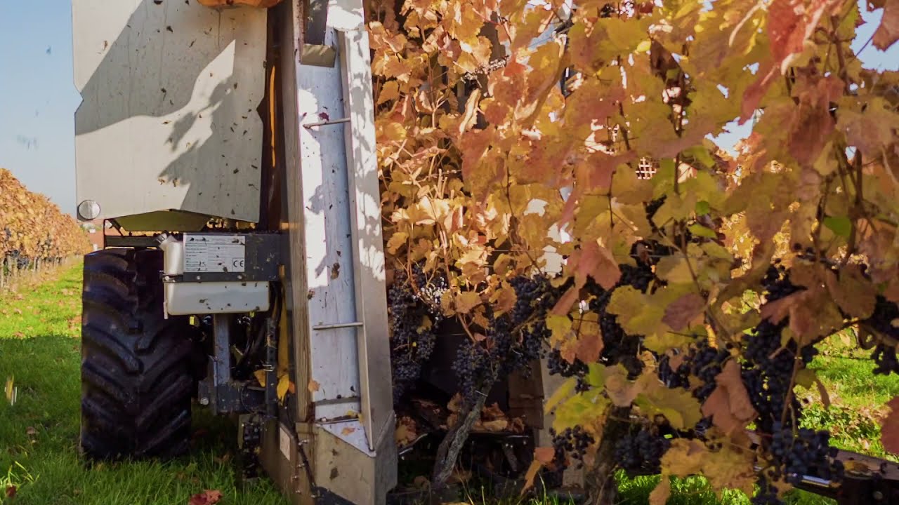 Weinernte mit Traubenvollernter in P&ouml;ttelsdorf