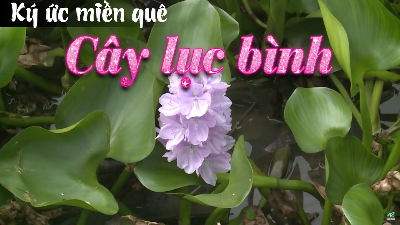 Ký ức miền quê | Cây lục bình | THKG