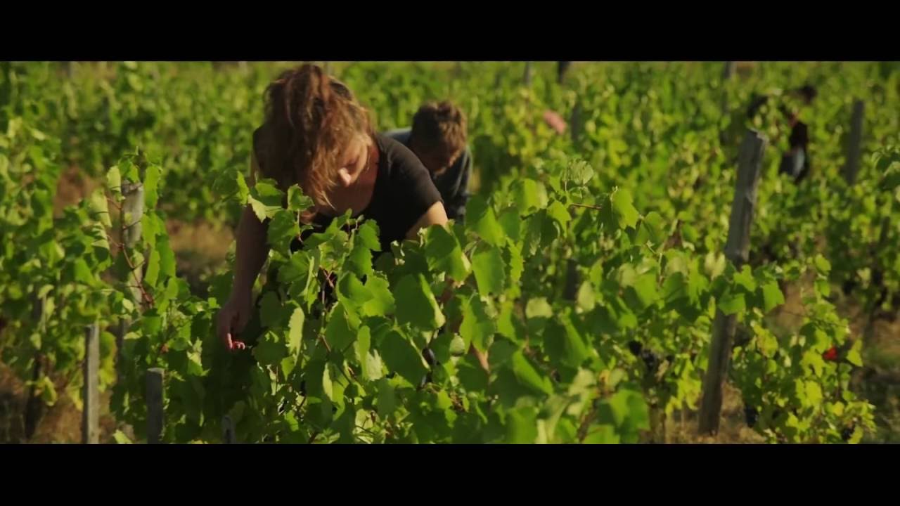 Vendanges 2015 du Beaujolais nouveau