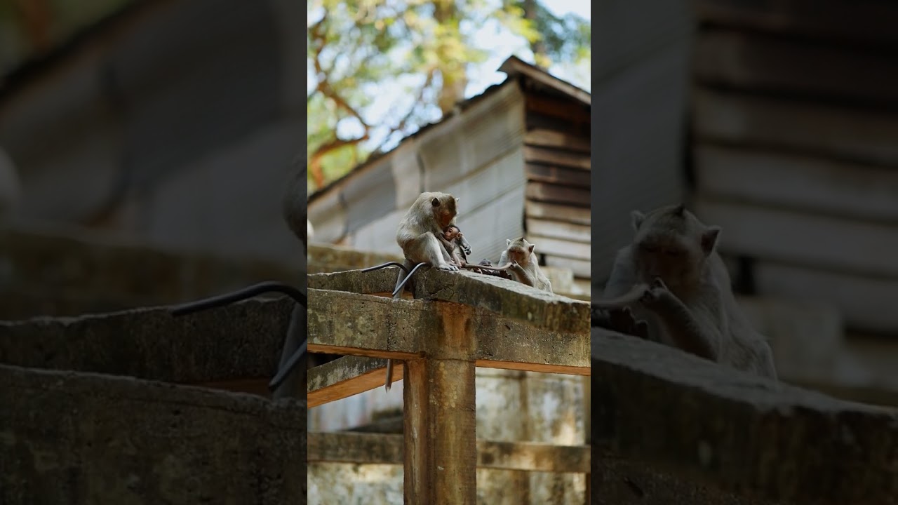 Funny monkey happy time #monkey #monkeyplay #monkeyfamily #monkeyfunny #wildlife #babymonkey
