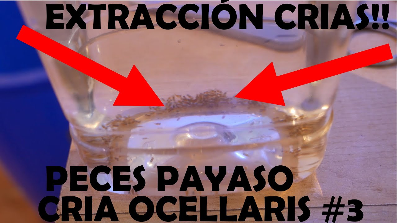 Cria Ocellaris (NEMOS) #3 Extraemos las crías de pez payaso!