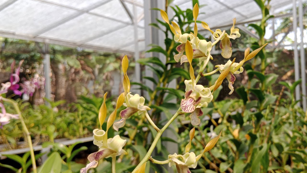 Live anggrek siang dendrobium dan cattleya paket lebih murah