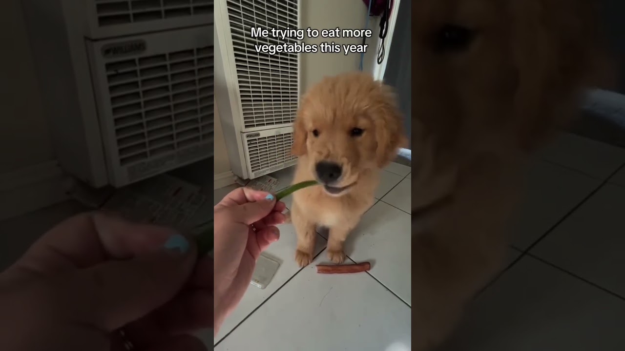 Dog tries vegetables 